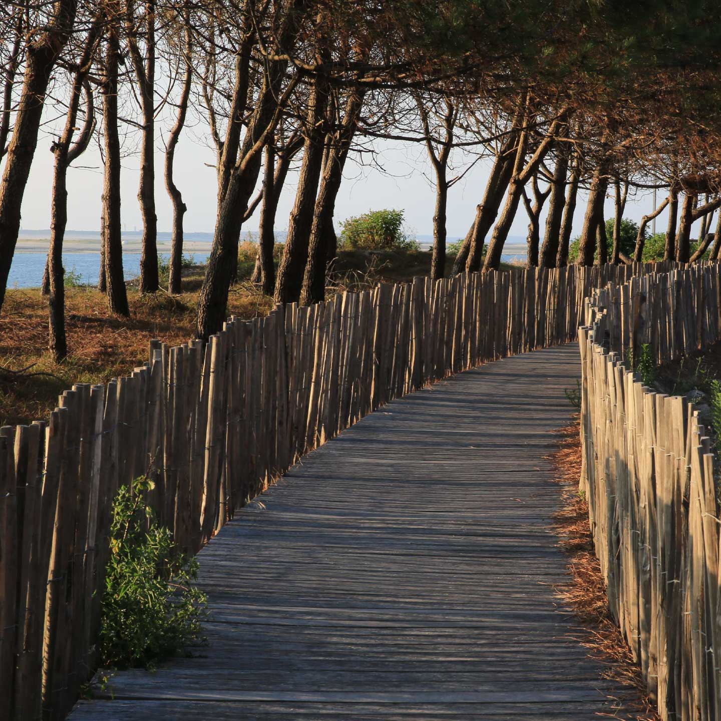 Chemin en bois passant entre les pins avec vu sur la plage.